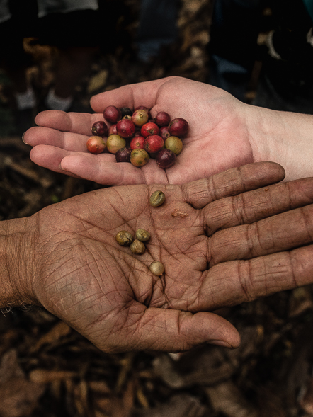 Coffee Beans